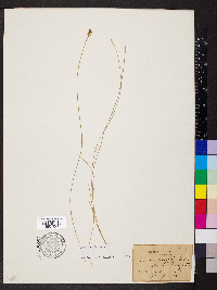 Carex exilis image