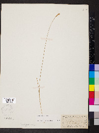 Carex exilis image