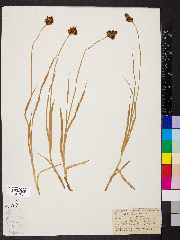 Carex festiva image