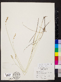 Carex festucacea image