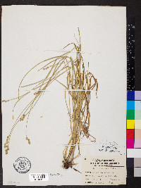 Carex festucacea image