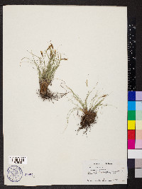 Carex filifolia image