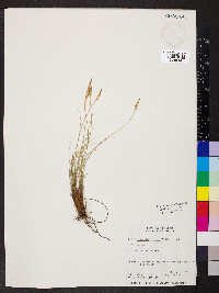 Carex filifolia image