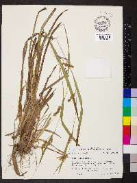 Carex flaccosperma image
