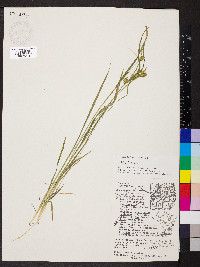 Carex flava image