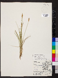 Carex foenea image