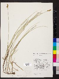 Carex foenea image