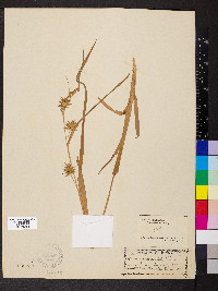 Carex folliculata image