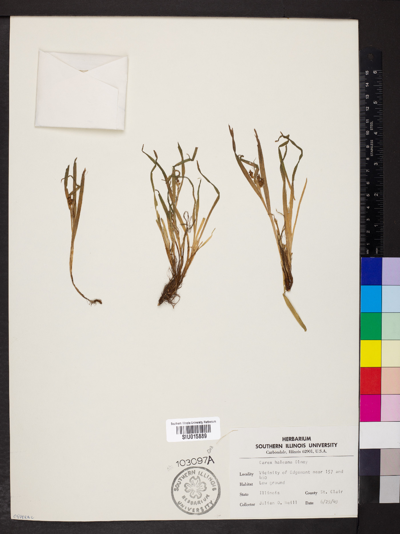 Carex haleana image