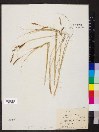 Carex haydenii image