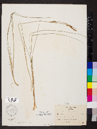 Carex haydenii image