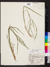 Carex hitchcockiana image