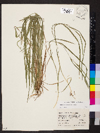 Carex hitchcockiana image