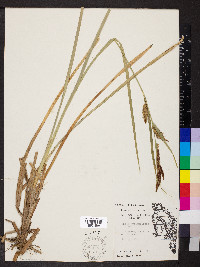 Carex hyalinolepis image
