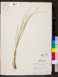 Carex geyeri image