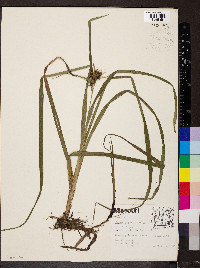 Carex gigantea image