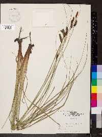 Carex glaucescens image