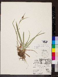 Carex glaucodea image