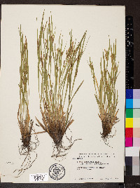 Carex granularis var. haleana image