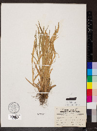 Carex granularis var. haleana image