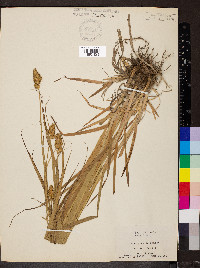 Carex gravida image