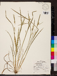 Carex gracilescens image