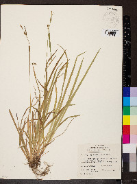 Carex gracilescens image