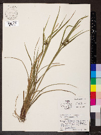 Carex grayi image