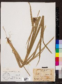 Carex grayi image