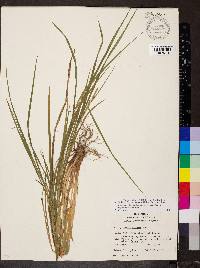 Carex grisea image