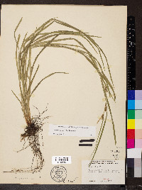 Carex grisea image