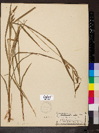 Carex gynandra image