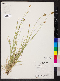 Carex hoodii image