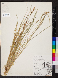 Carex haydenii image