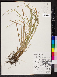 Carex haydenii image