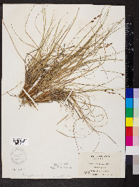 Carex inops subsp. heliophila image