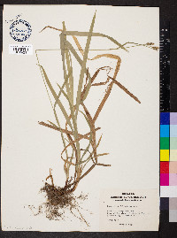 Carex hirtifolia image