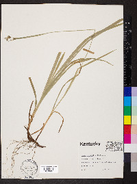 Carex hirtifolia image