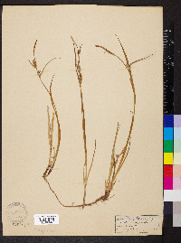 Carex houghtonii image