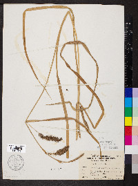 Carex hyalinolepis image