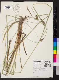 Carex hyalinolepis image