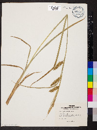 Carex hyalinolepis image