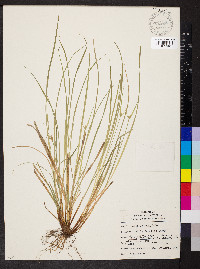 Carex jamesii image