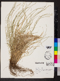 Carex jamesii image