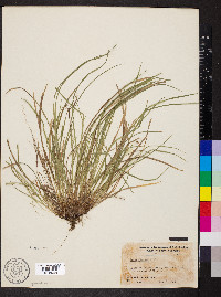 Carex jamesii image