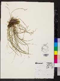 Carex jamesii image