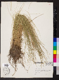 Carex incomperta image