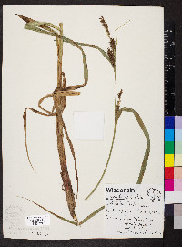 Carex lacustris image