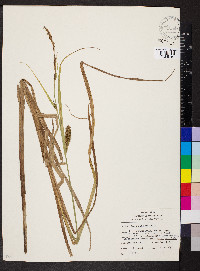 Carex lacustris image