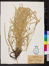 Carex laevivaginata image